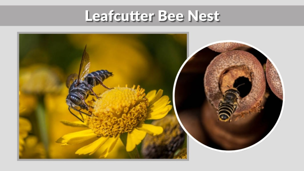 Leafcutter Bee Nest