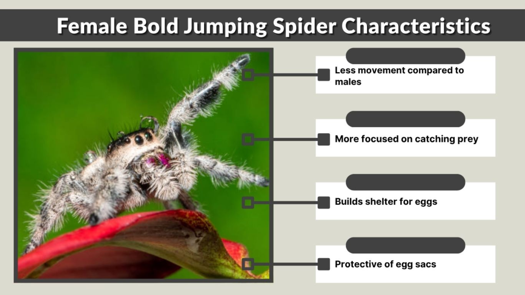 Female Bold Jumping Spider Characteristics