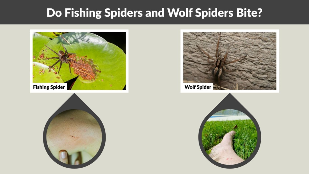Do Fishing Spiders and Wolf Spiders Bite?