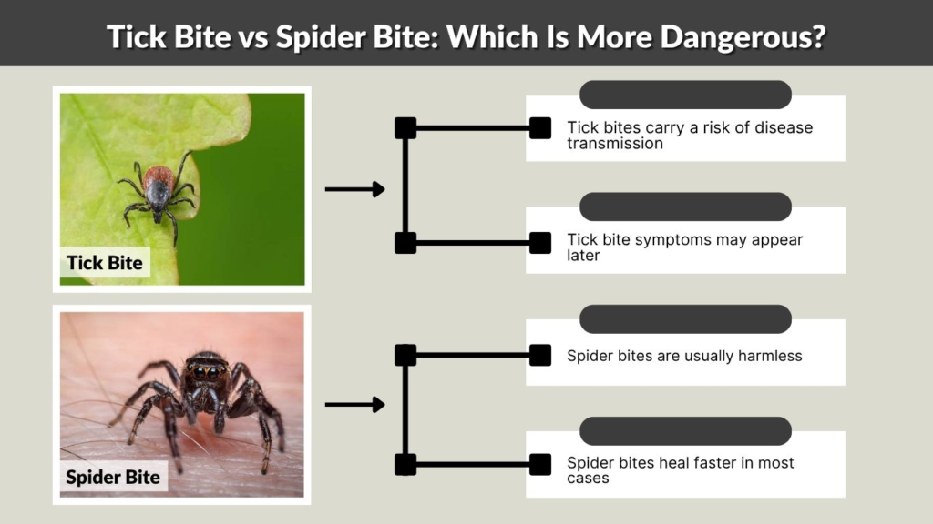 Tick Bite vs Spider Bite: Which Is More Dangerous?