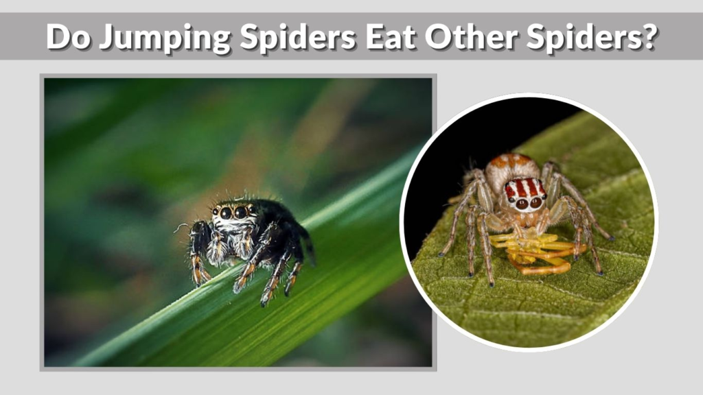 Do Jumping Spiders Eat Other Spiders?