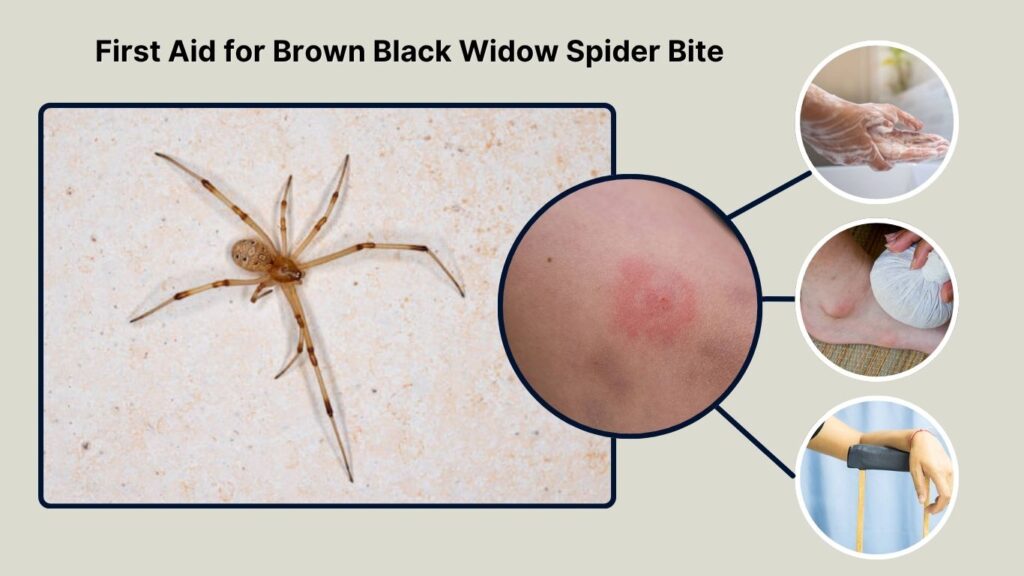 First Aid for Brown Black Widow Spider Bite