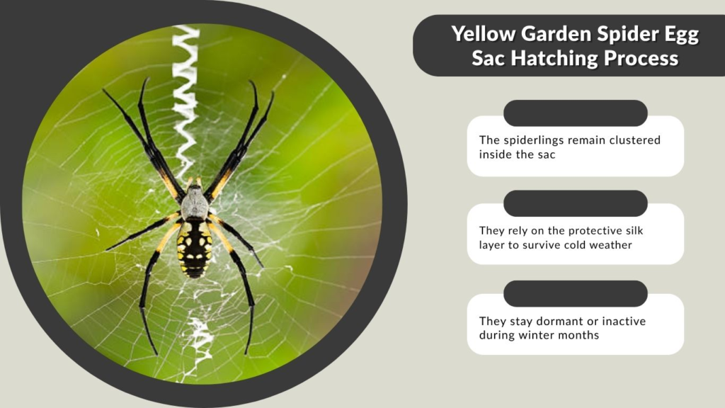 Yellow Garden Spider Egg Sac Hatching Process