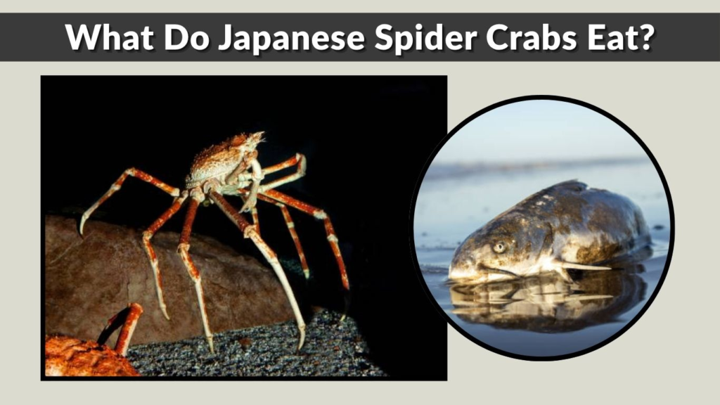 What Do Japanese Spider Crabs Eat?