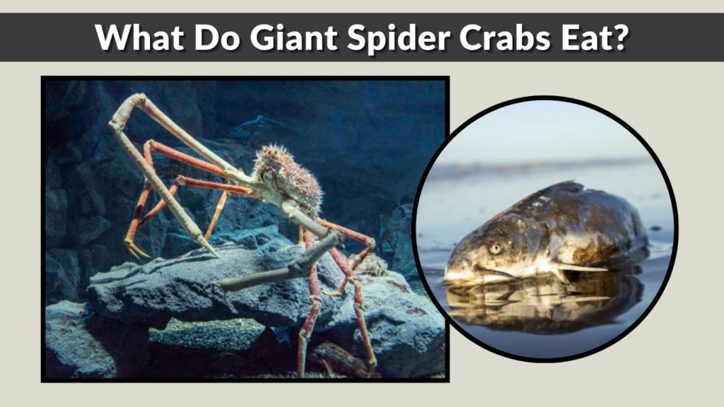 What Do Giant Spider Crabs Eat?