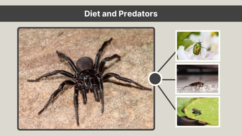 Diet and Predators