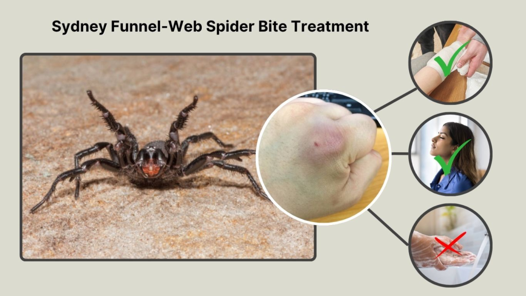 Sydney Funnel-Web Spider Bite Treatment