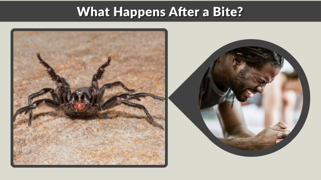 What Happens After a Bite?