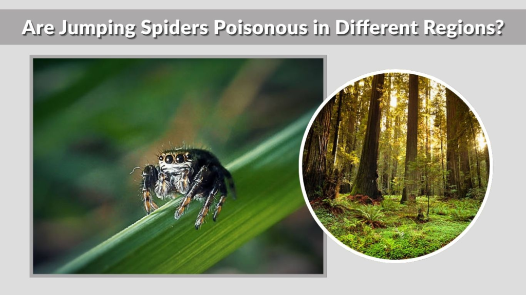Are Jumping Spiders Poisonous in Different Regions?