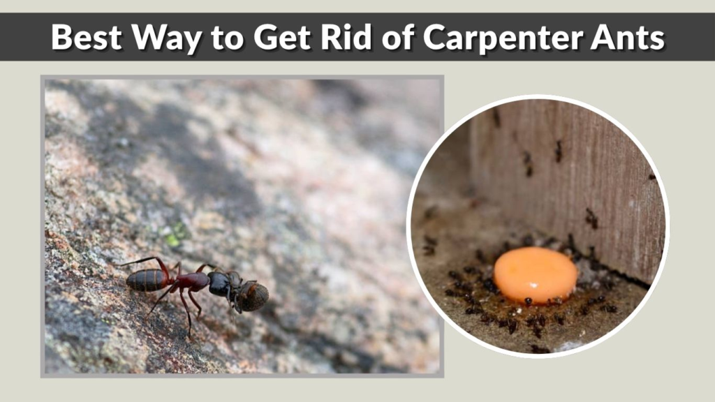 Best Way to Get Rid of Carpenter Ants