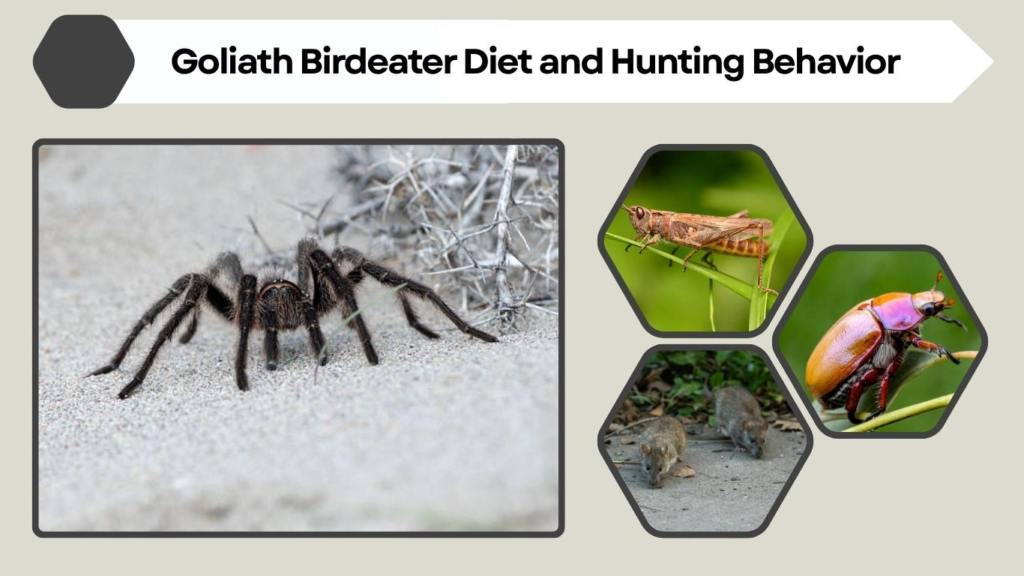 Goliath Birdeater Diet and Hunting Behavior
