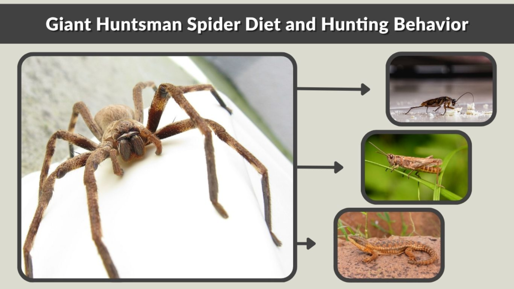 Giant Huntsman Spider Diet and Hunting Behavior