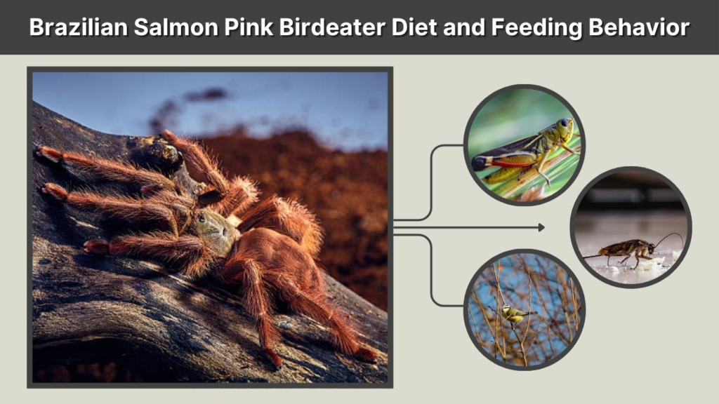 Brazilian Salmon Pink Birdeater Diet and Feeding Behavior
