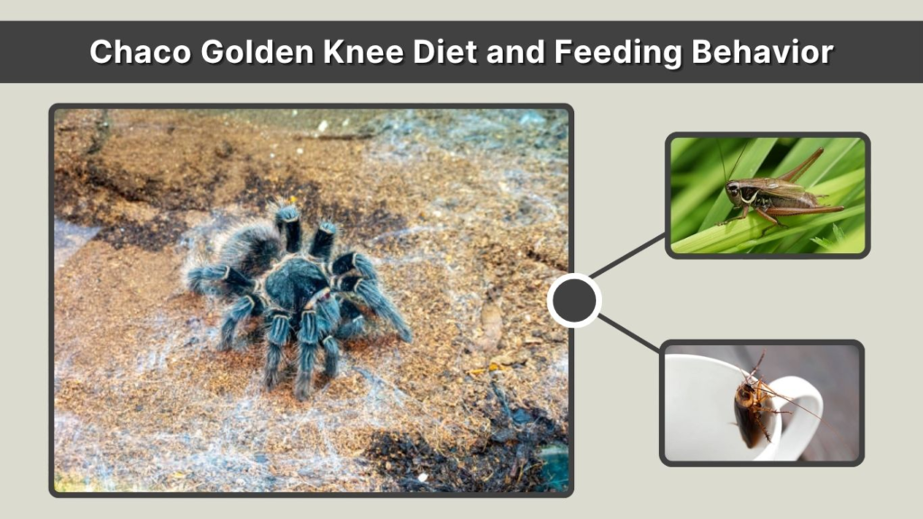 Chaco Golden Knee Diet and Feeding Behavior
