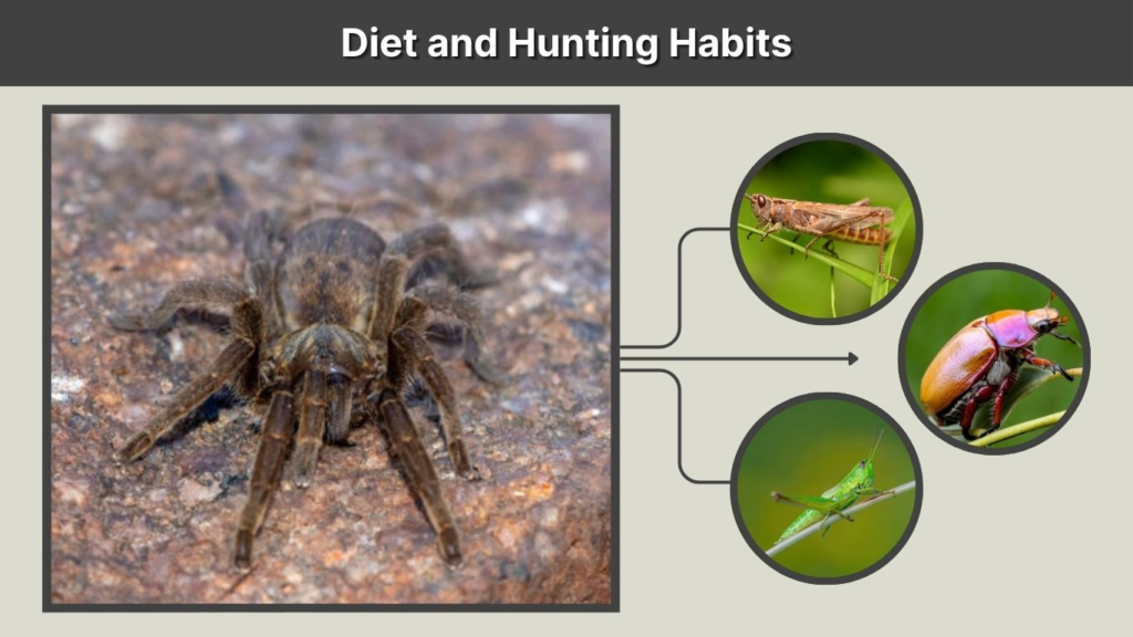 Diet and Hunting Habits