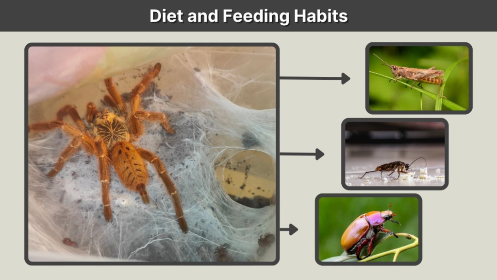Diet and Feeding Habits