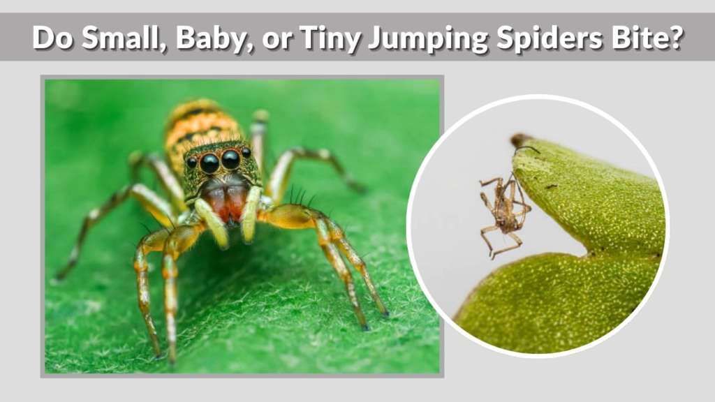 Do Small, Baby, or Tiny Jumping Spiders Bite?