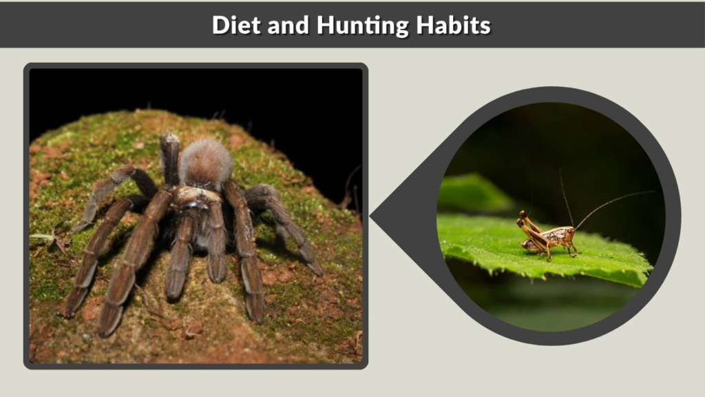 Diet and Hunting Habits