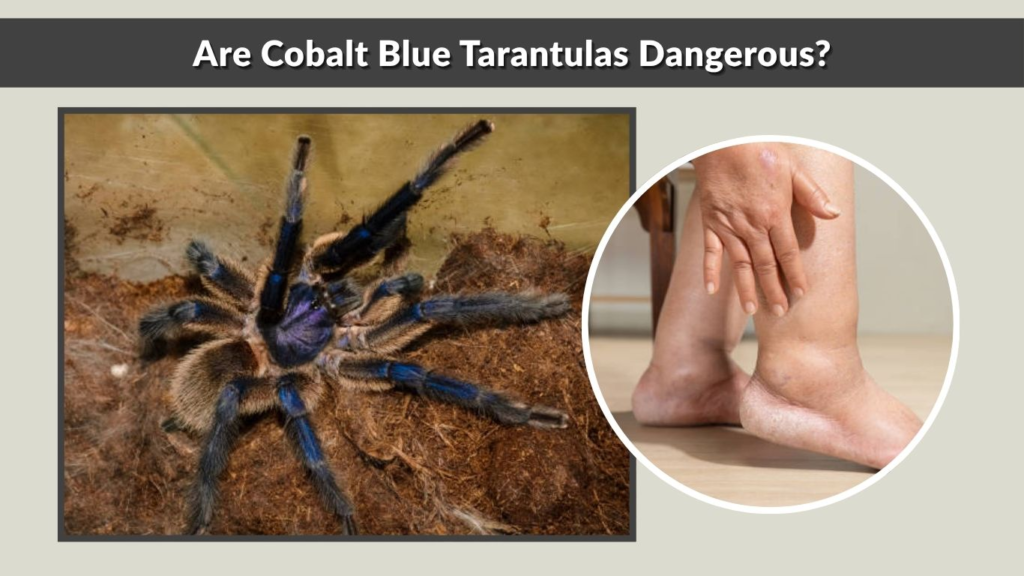 Are Cobalt Blue Tarantulas Dangerous?