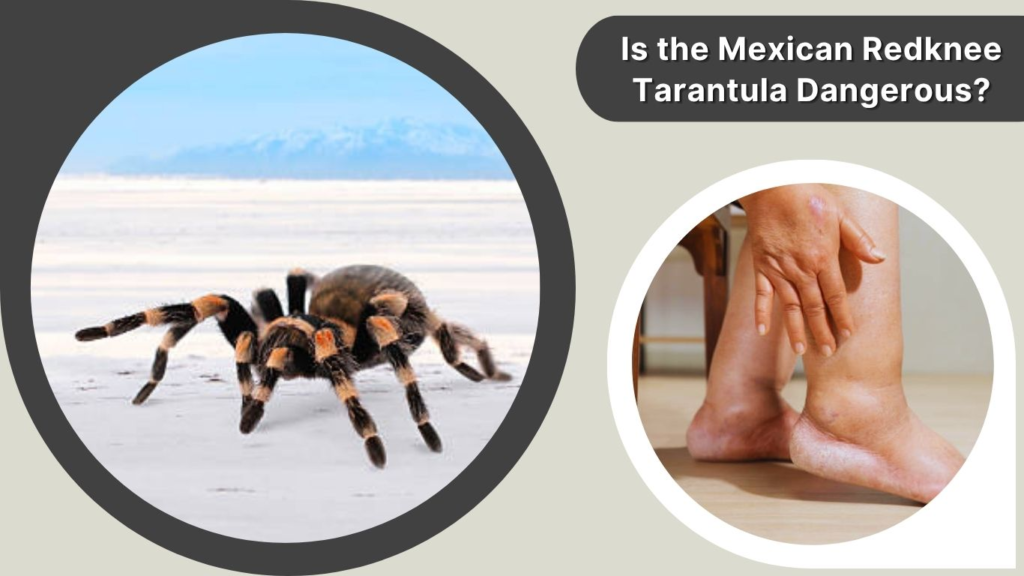 Is the Mexican Redknee Tarantula Dangerous?