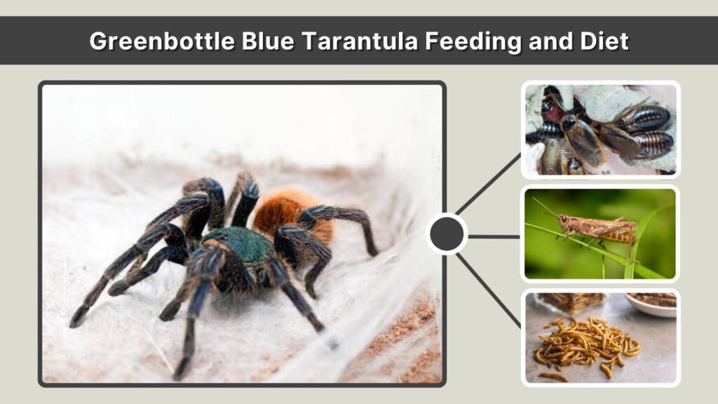 Greenbottle Blue Tarantula Feeding and Diet