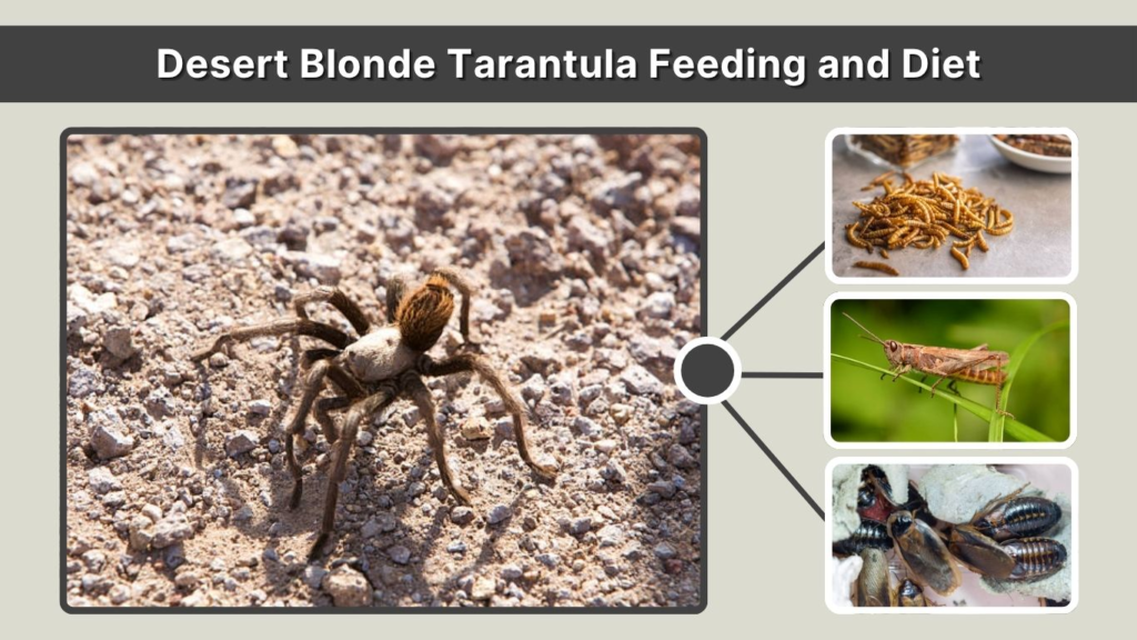 Desert Blonde Tarantula Feeding and Diet