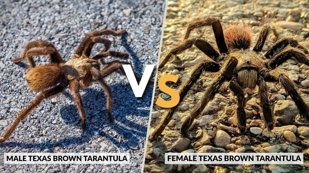 Male vs Female Texas Brown Tarantula