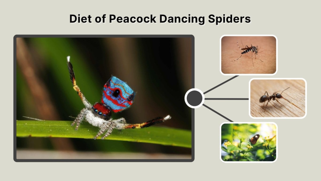 Diet of Peacock Dancing Spiders