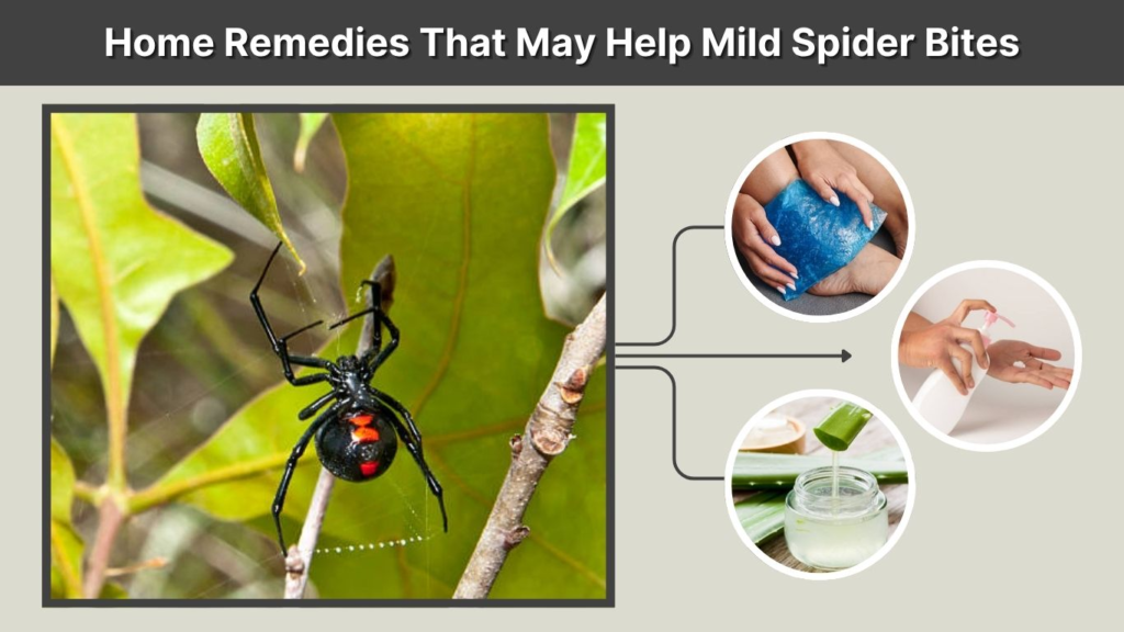 Home Remedies That May Help Mild Spider Bites