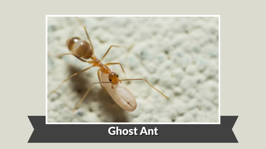 Ghost Ant