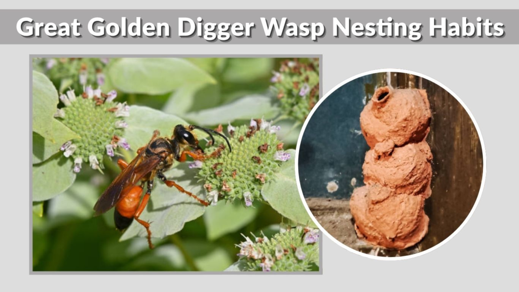 Great Golden Digger Wasp Nesting Habits