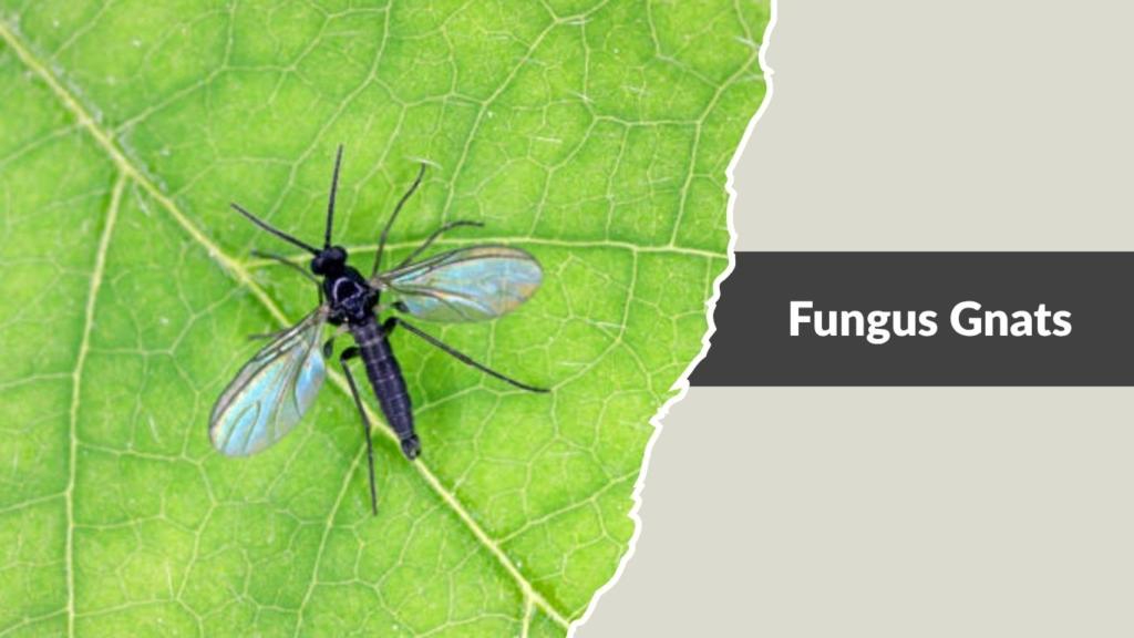 Fungus Gnats