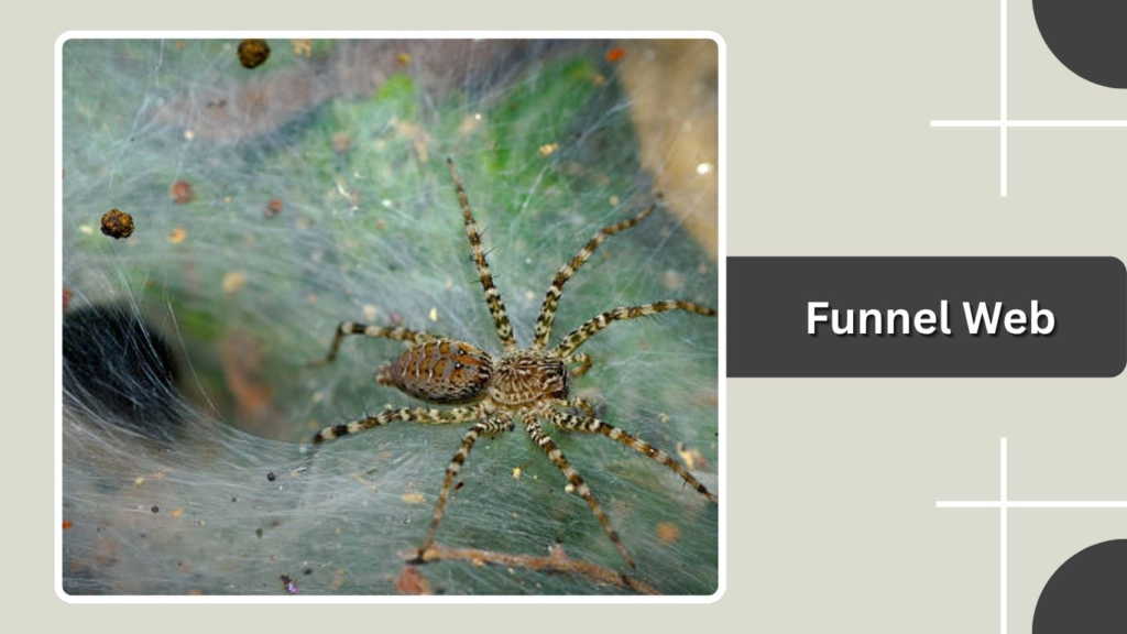 Funnel Web
