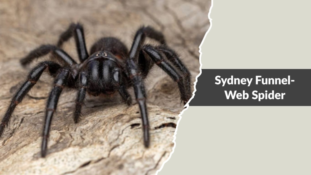 Sydney Funnel-Web Spider