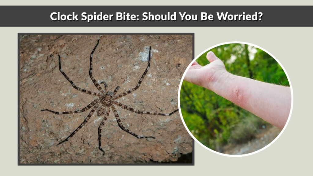 Clock Spider Bite: Should You Be Worried?