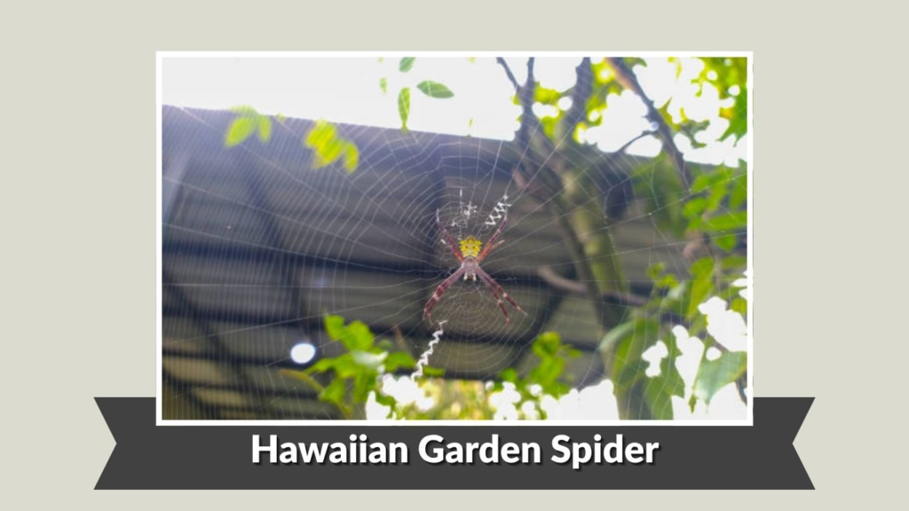 Hawaiian Garden Spider 
