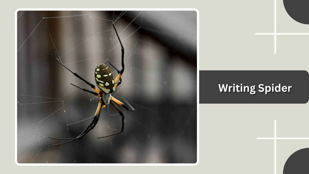 Writing Spider