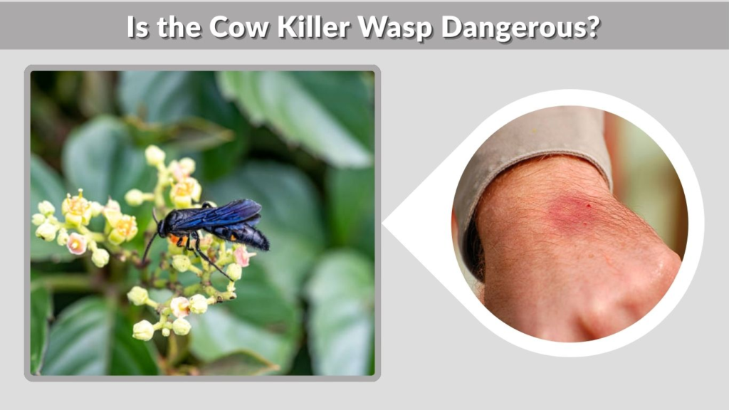 Is the Cow Killer Wasp Dangerous?