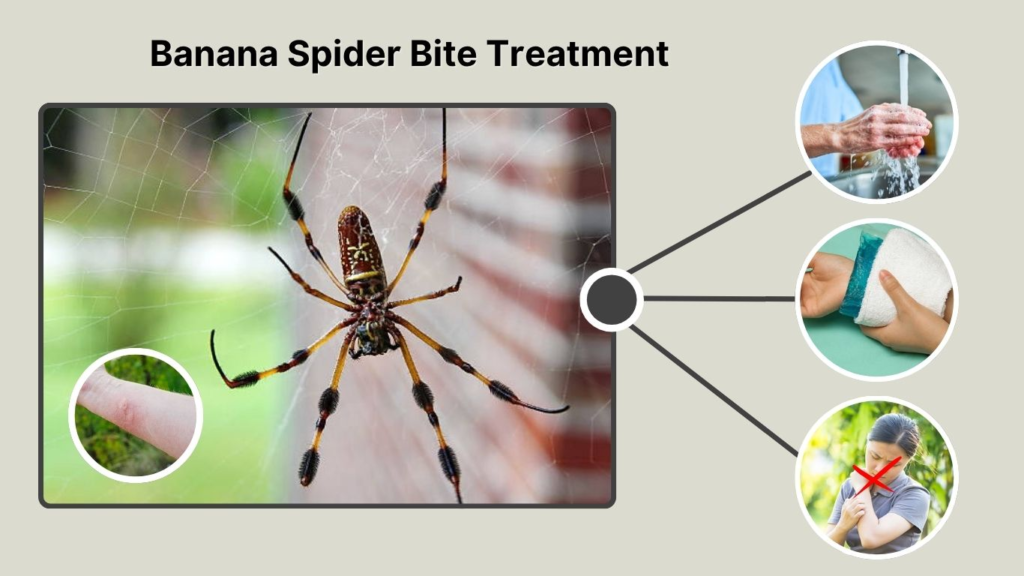 Banana Spider Bite Treatment