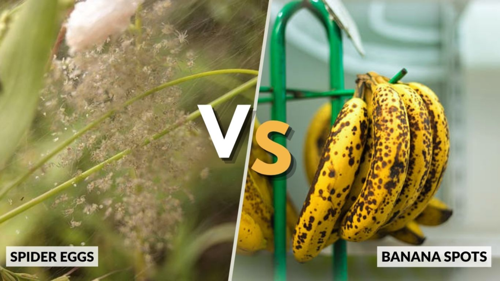 Spider Eggs vs Banana Spots: How to Tell the Difference
