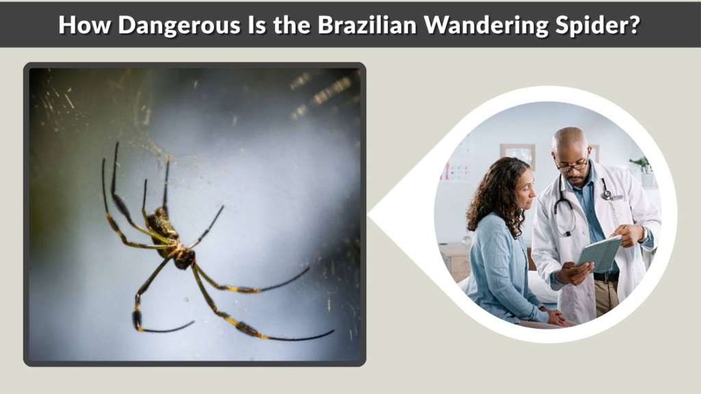 How Dangerous Is the Brazilian Wandering Spider?