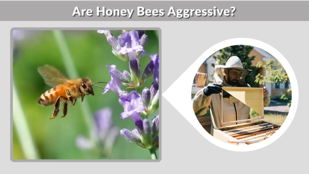 Are Honey Bees Aggressive?