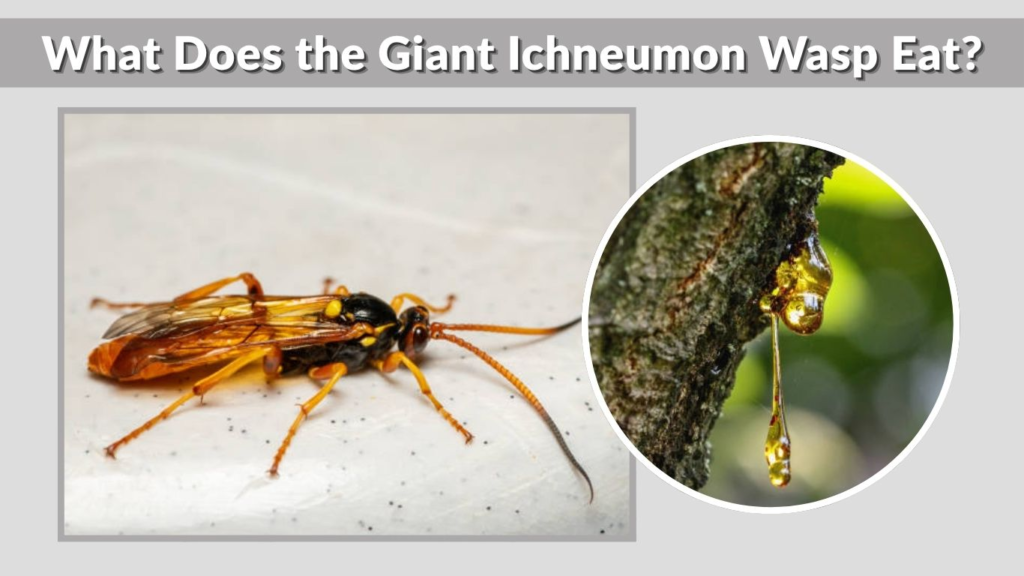 What Does the Giant Ichneumon Wasp Eat?