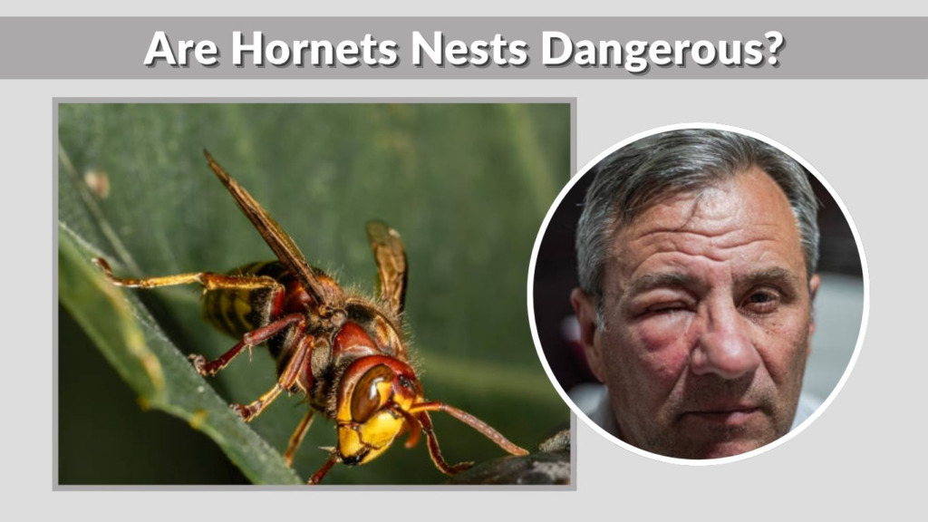 Are Hornets Nests Dangerous?
