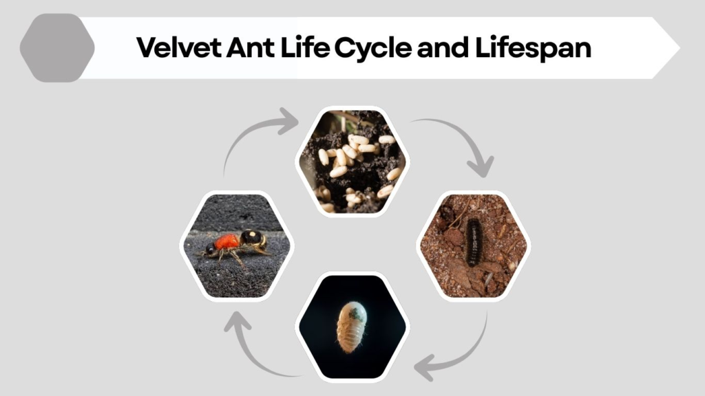 Velvet Ant Life Cycle and Lifespan
