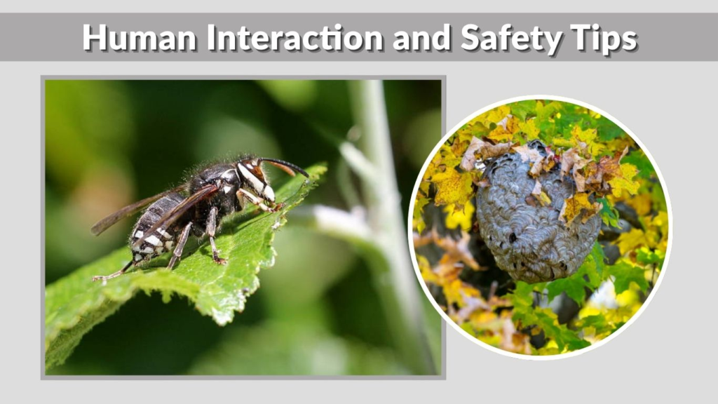 Human Interaction and Safety Tips