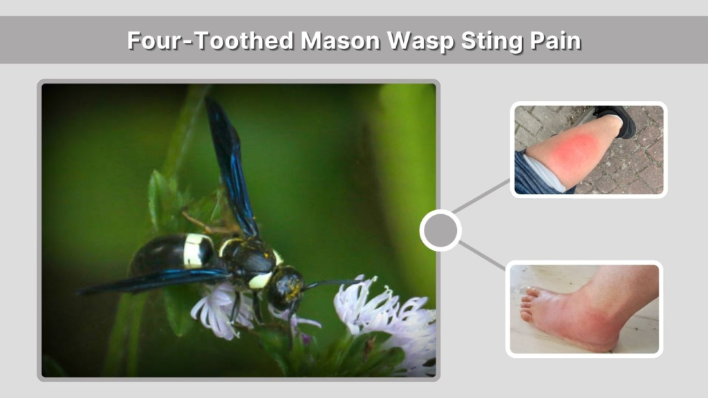 Four-Toothed Mason Wasp Sting Pain