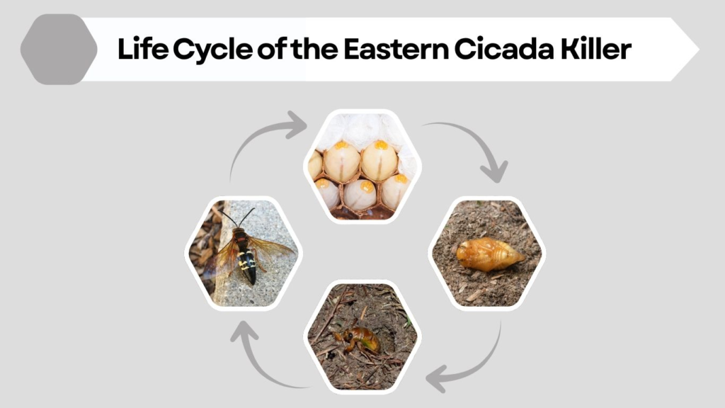 Life Cycle of the Eastern Cicada Killer