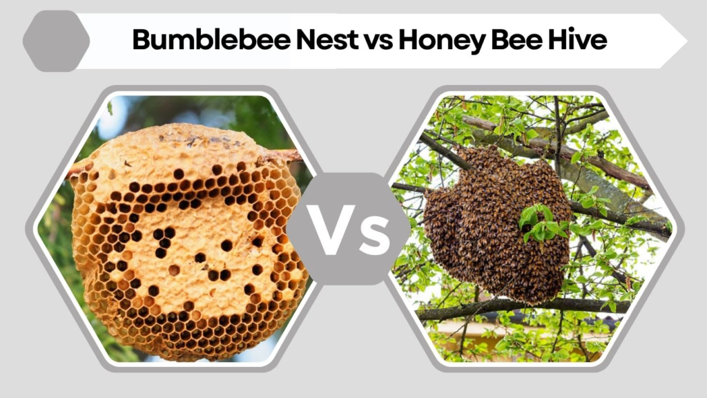 Bumblebee Nest vs Honey Bee Hive