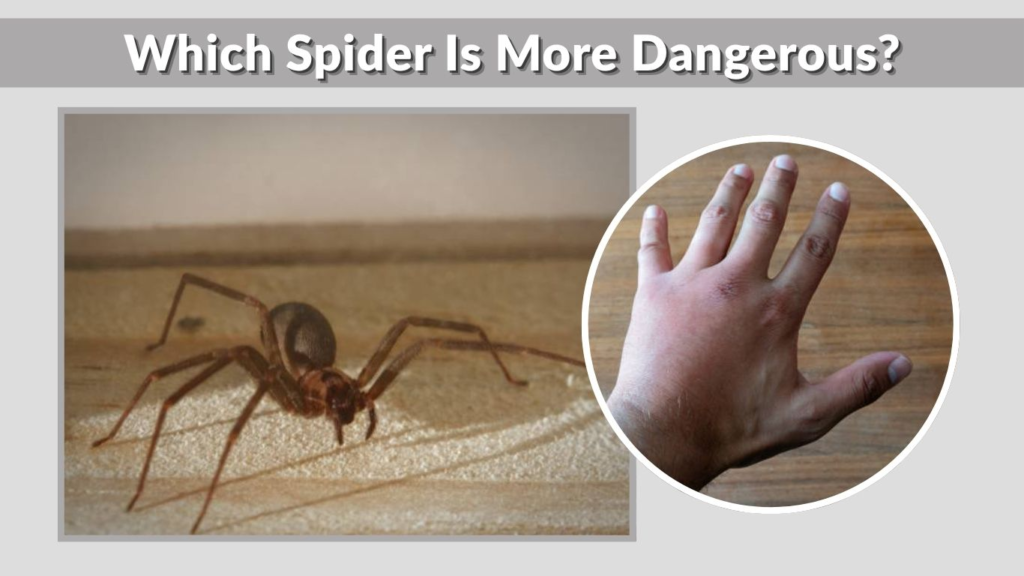 Which Spider Is More Dangerous?